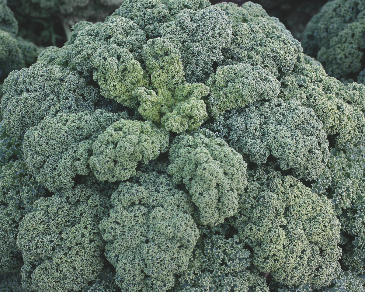 Darkibor Hybrid Kale Seeds
