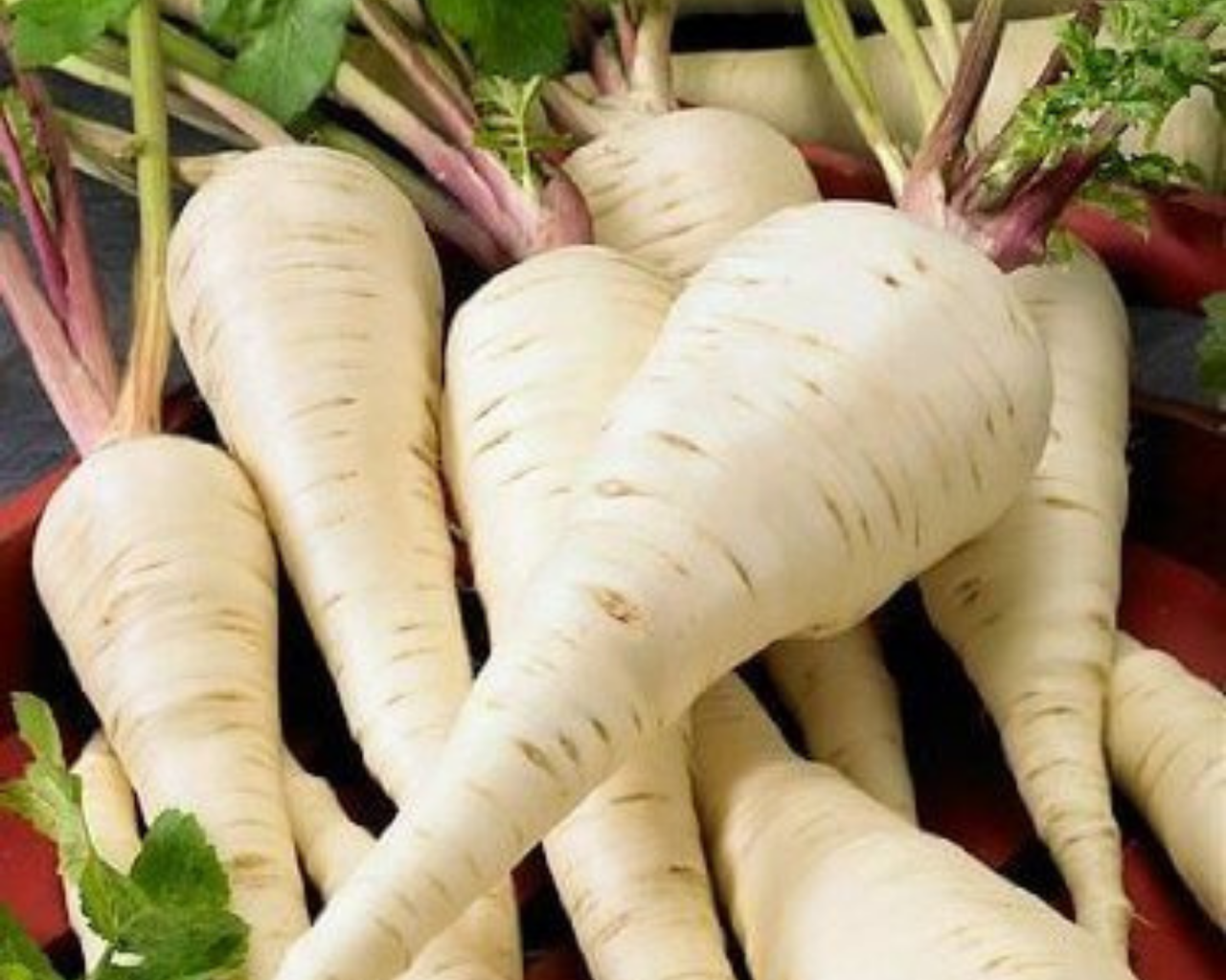 Harris Early Model Parsnip Seeds