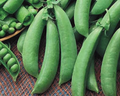 Cascadia Pea Seeds