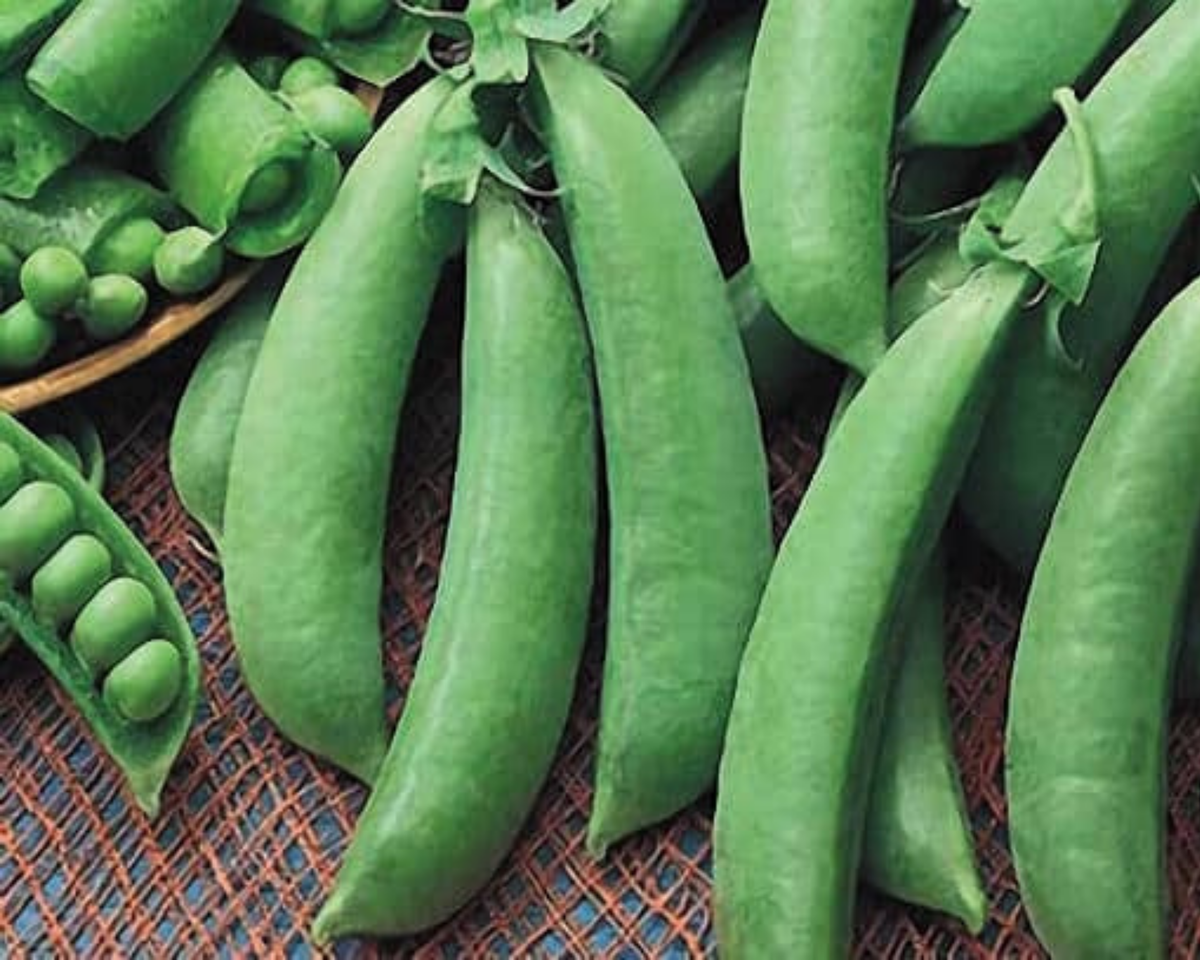 Cascadia Pea Seeds