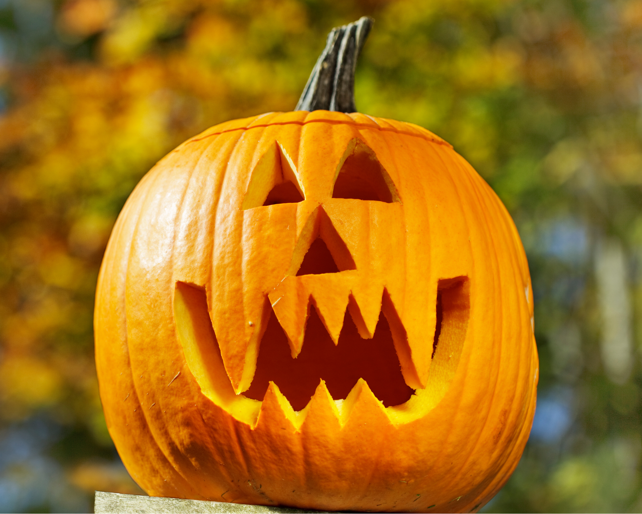 Jack-O-Lantern Pumpkin Seeds