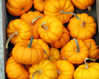 Jack Be Little Pumpkin Seeds