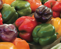 Sweet Bell Rainbow Mix Pepper Seeds