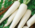White Icicle Radish Seeds