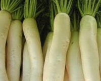 Daikon Minowase Summer Cross No. 3 Hybrid Radish Seeds