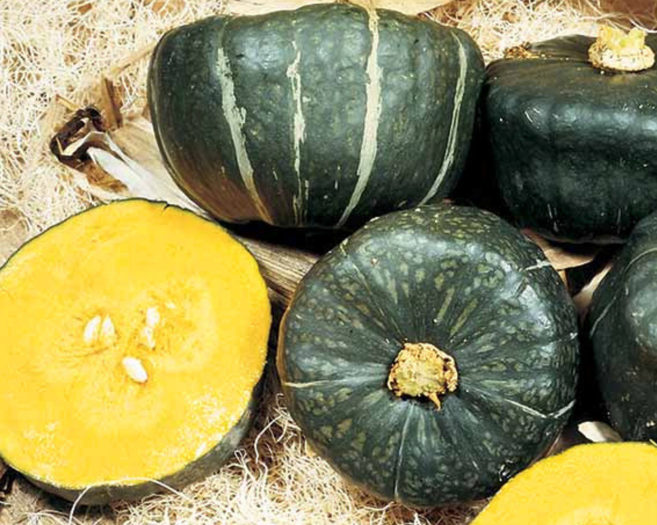 Burgess Buttercup Winter Squash Seeds