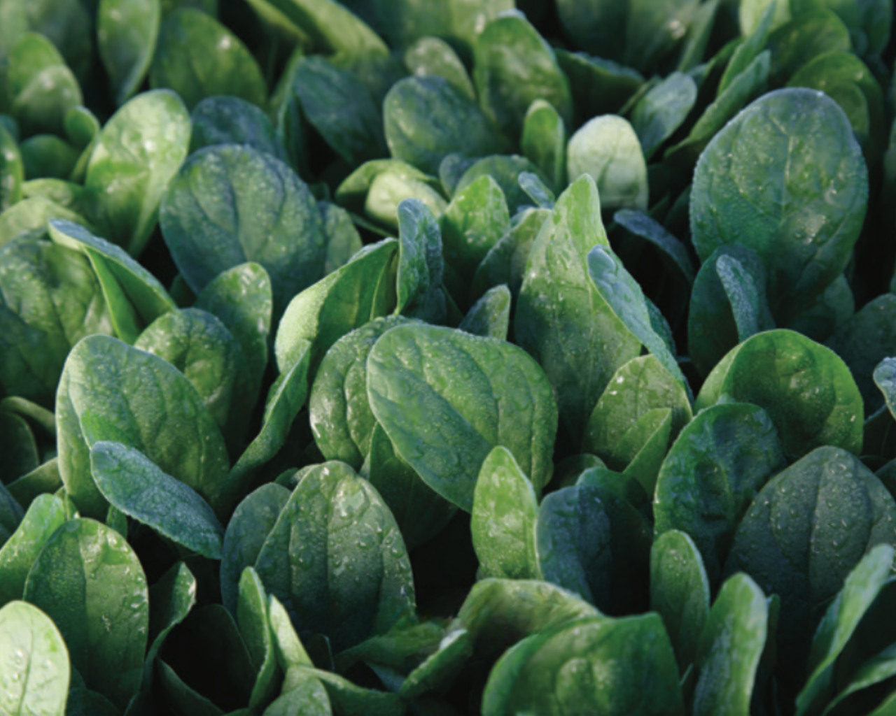 Lakeside Hybrid Spinach Seeds