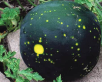 Moon & Stars Watermelon Seeds