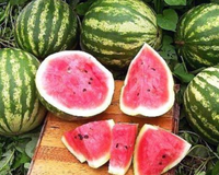 Crimson Sweet Watermelon Seeds