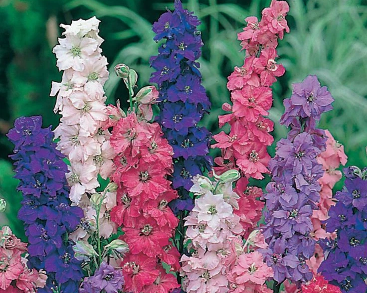 plant larkspur seeds Giant Imperial Mix Larkspur Seeds – The Pepper Pantry