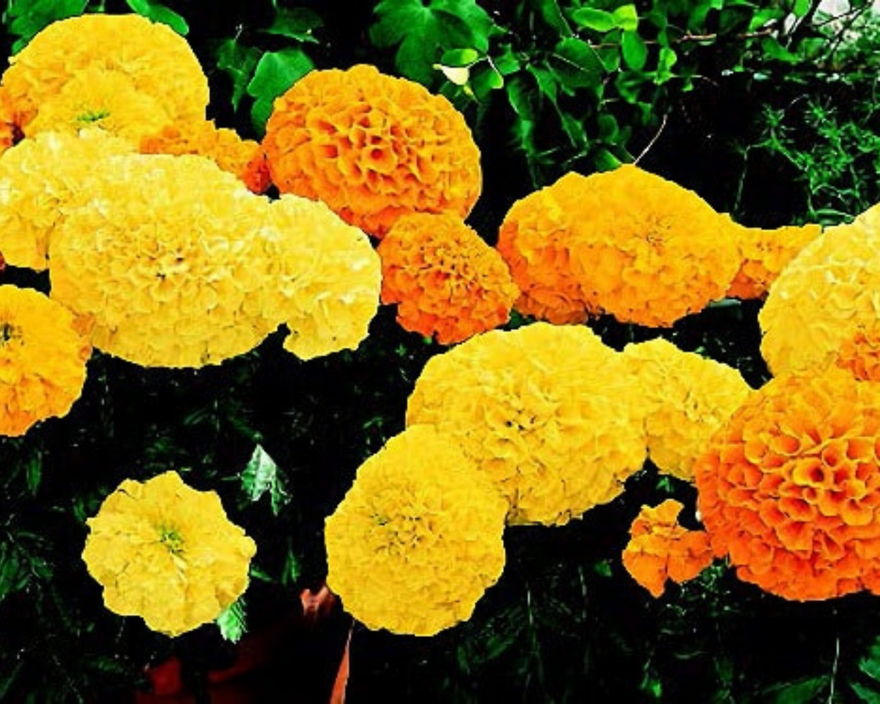 Inca II Hybrid Mix Marigold Seeds