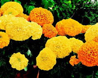 Inca II Hybrid Mix Marigold Seeds