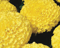 Discovery Yellow Hybrid Marigold Seeds