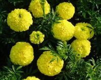 First Lady Hybrid Marigold Seeds