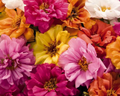 Sundial Hybrid Mix Portulaca Seeds