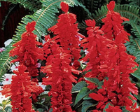 Flare Salvia Seeds
