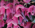 Purple Bells Rhodochiton Seeds