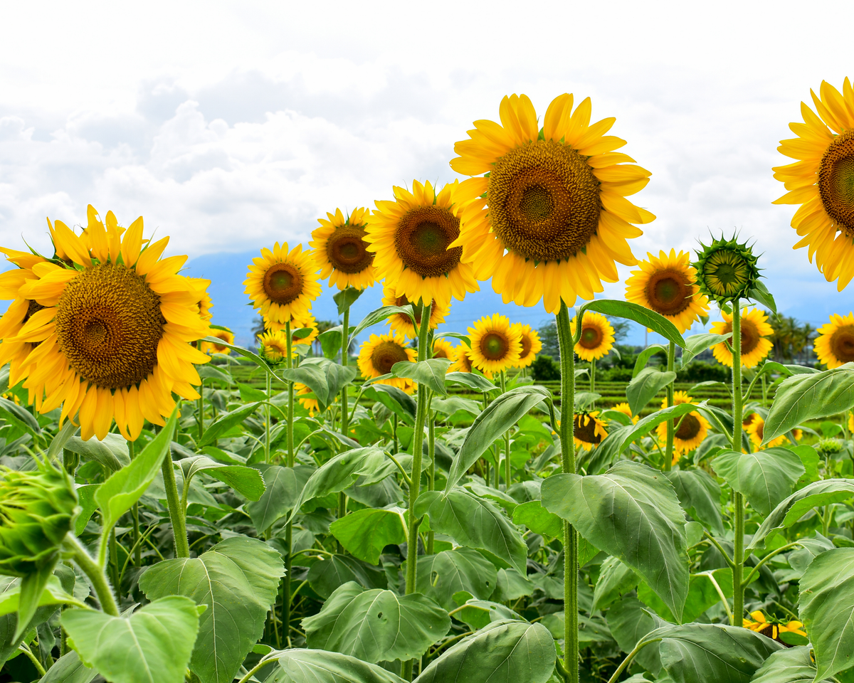 Mammoth Russian Sunflower