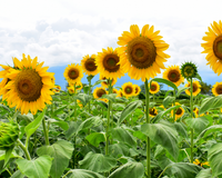 Mammoth Russian Sunflower