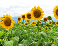 Russian Mammoth Sunflower Seeds