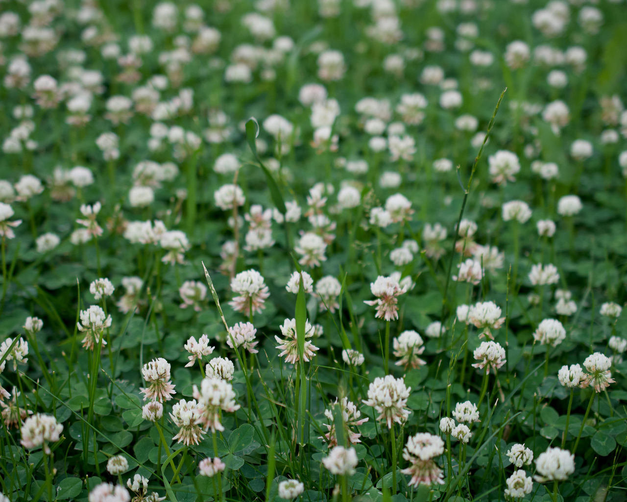 White Dutch Clover