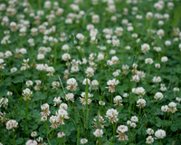 White Dutch Clover