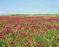 Crimson Clover