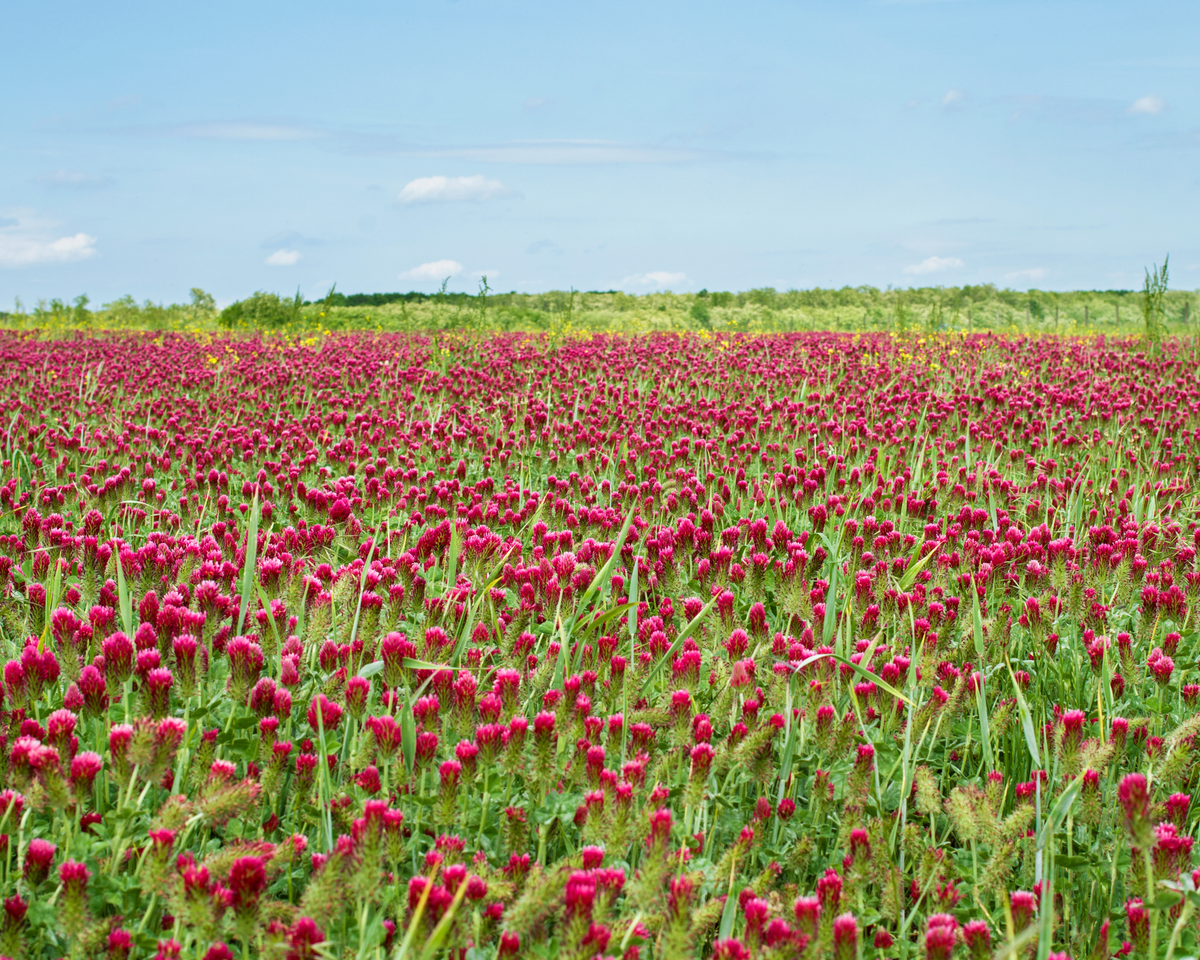 Crimson Clover