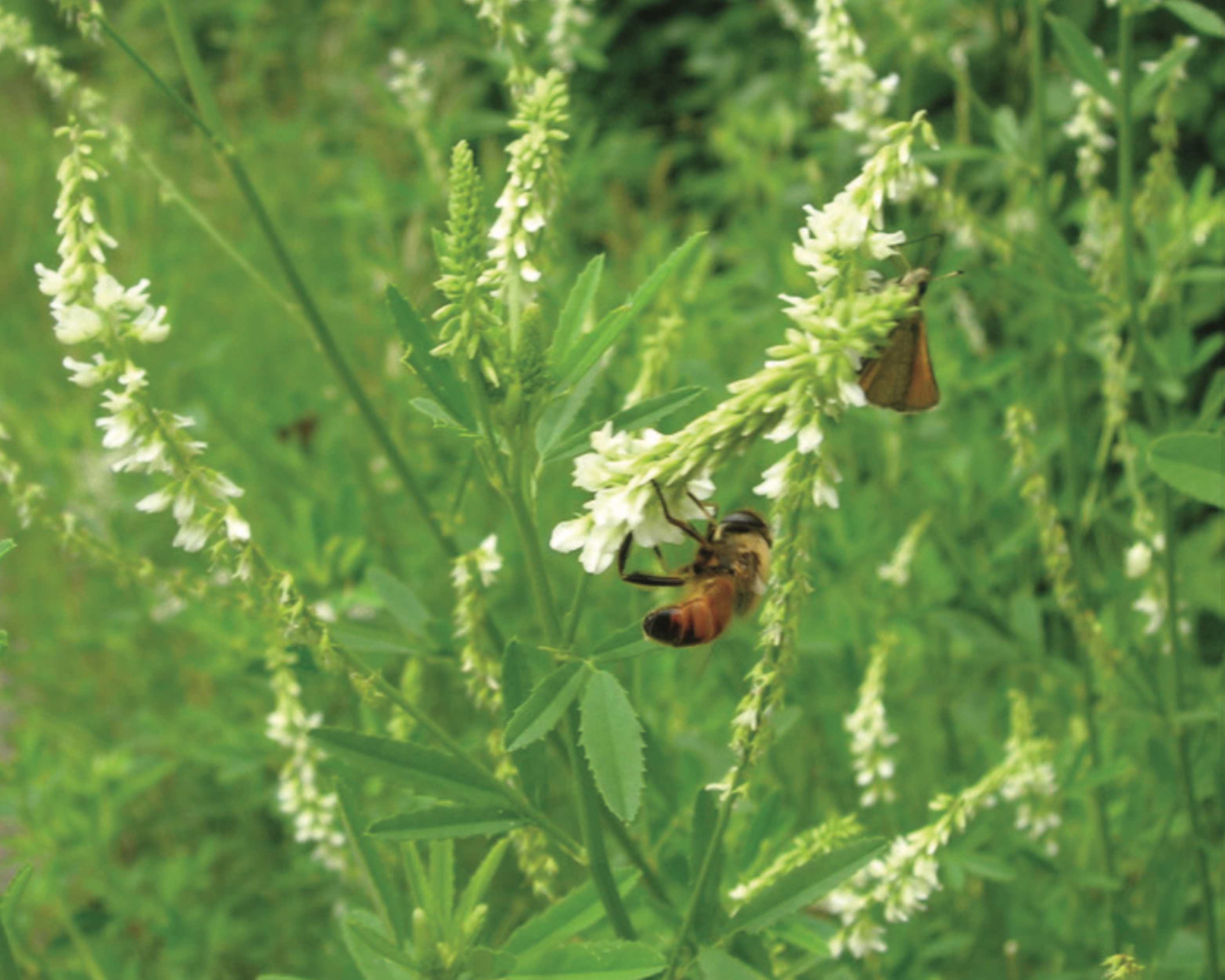 Hubam Sweet Clover