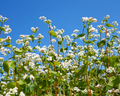 Buckwheat Seeds