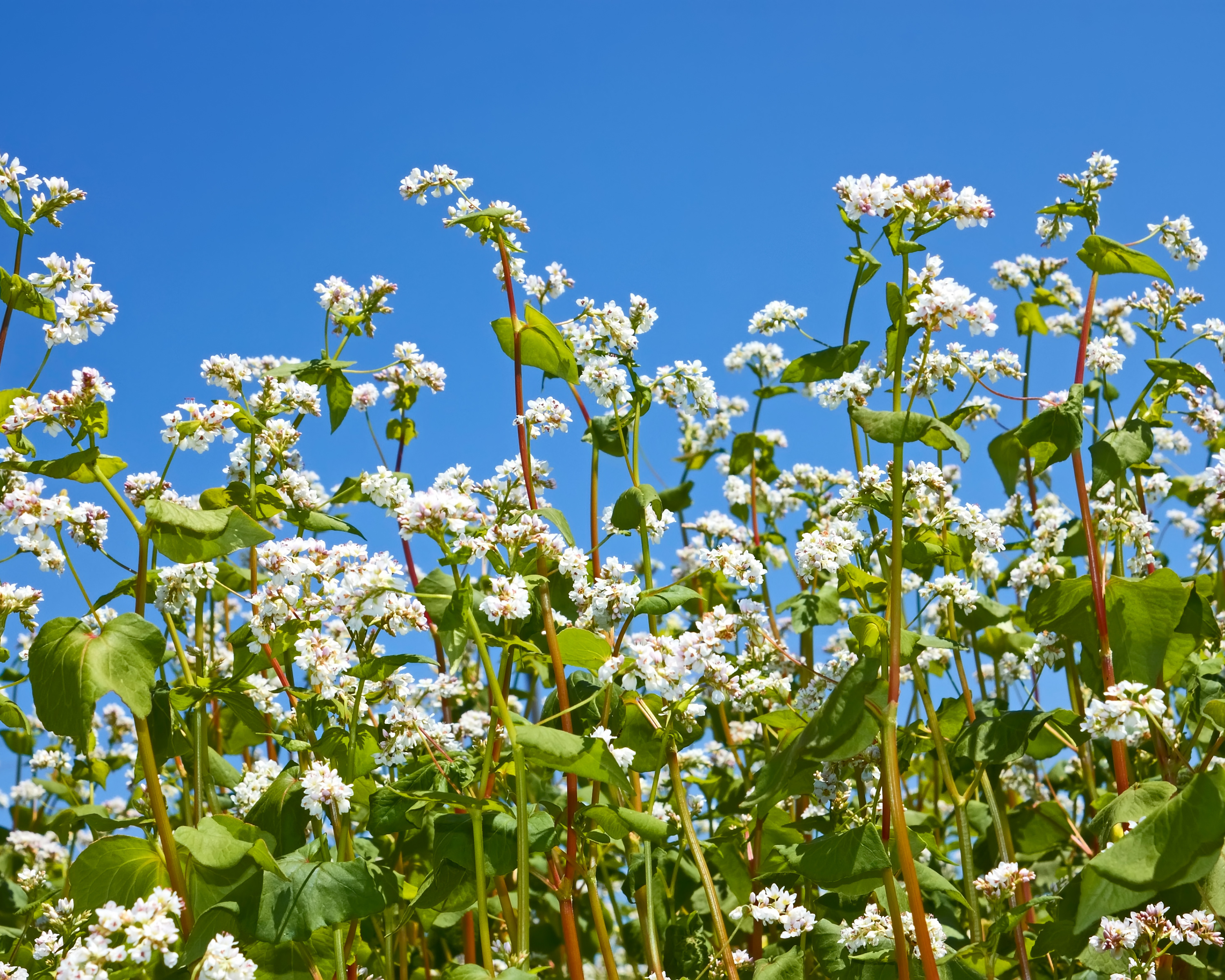 Buckwheat Seeds