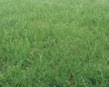Permanent Pasture Mixture