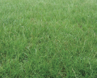 Permanent Pasture Mixture