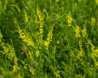 Yellow Blossom Sweet Clover