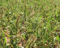 White Proso Millet