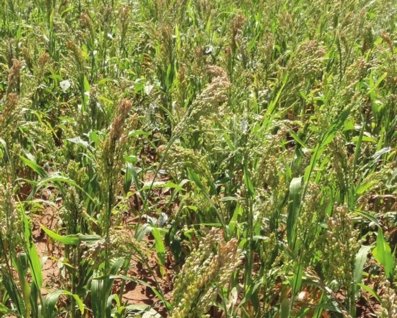 White Proso Millet