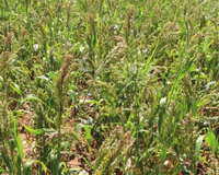 White Proso Millet
