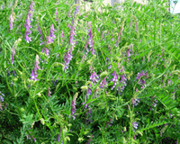 Hairy Vetch