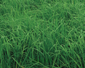 Orchardgrass