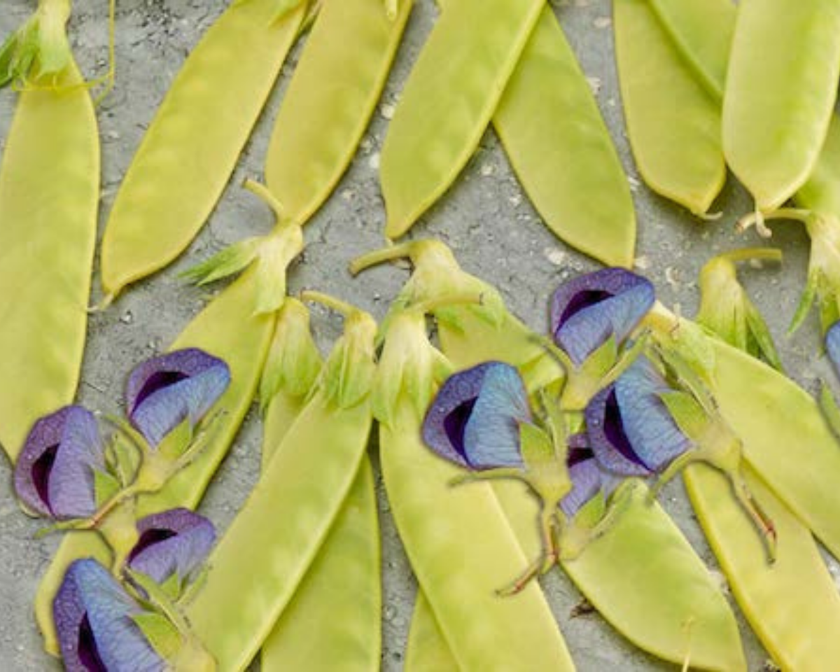 Golden Sweet Snow Pea Seeds