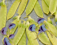 Golden Sweet Snow Pea Seeds