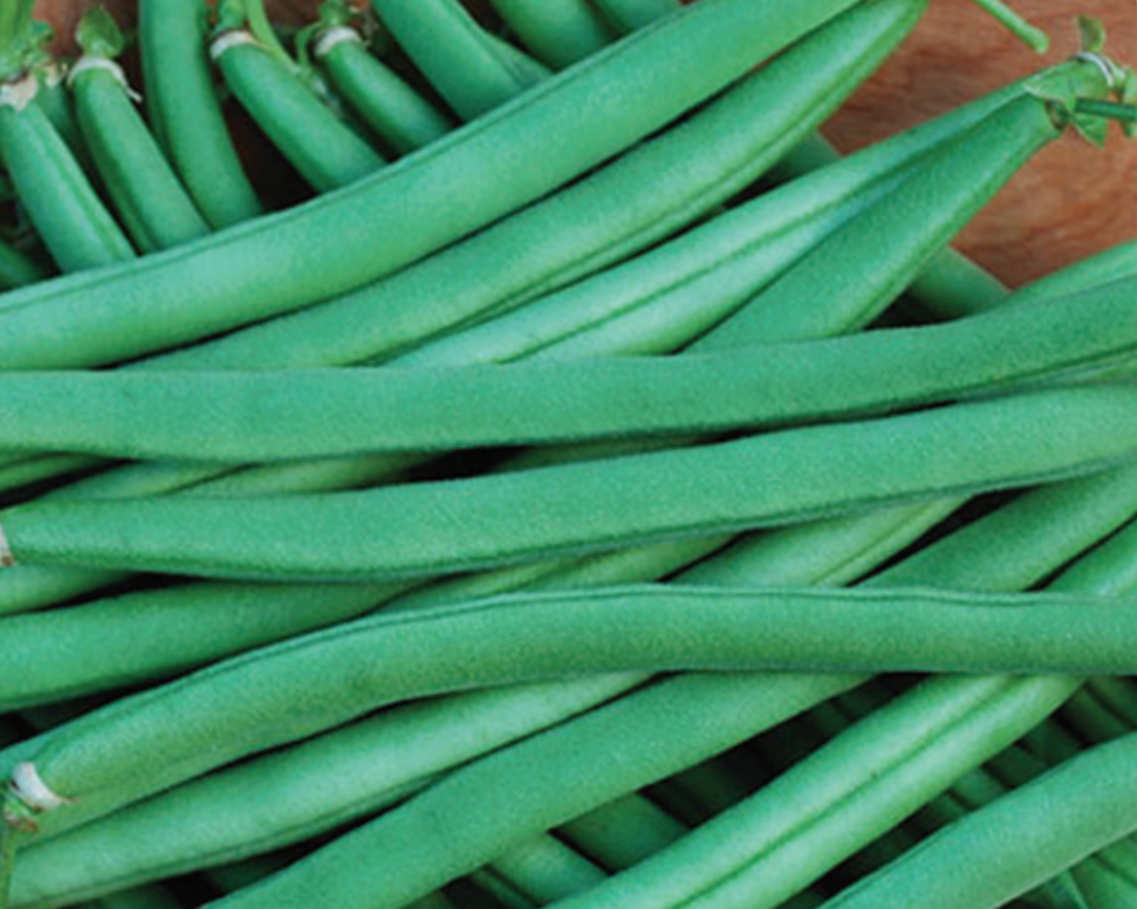 Provider Bean Seeds