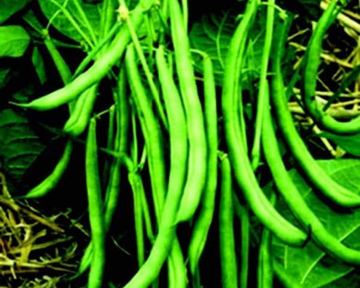 Blue Lake FM-1 Bean Seeds