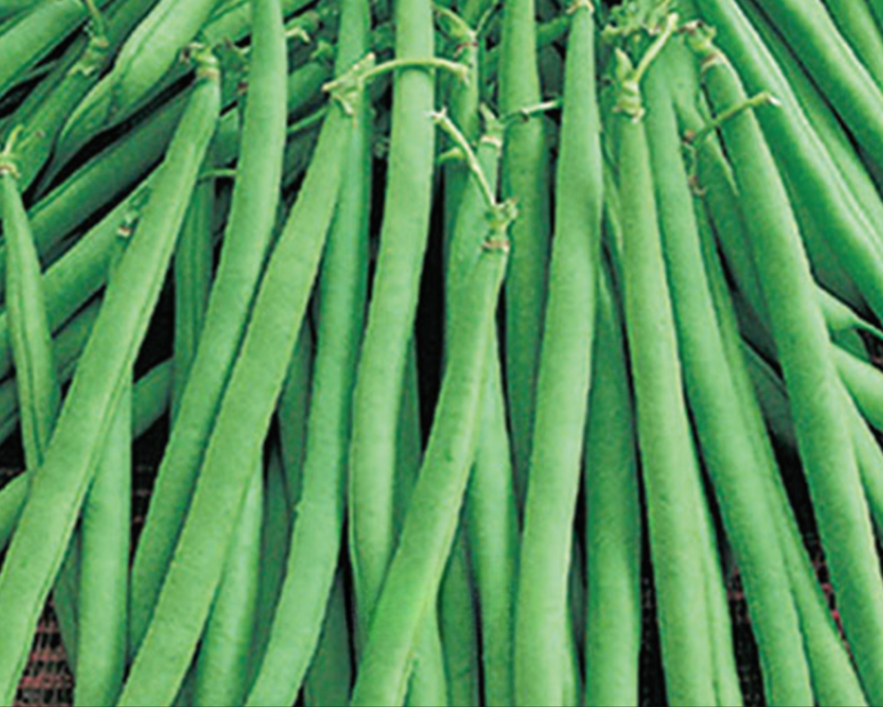 Maxibell Bush Bean Seeds