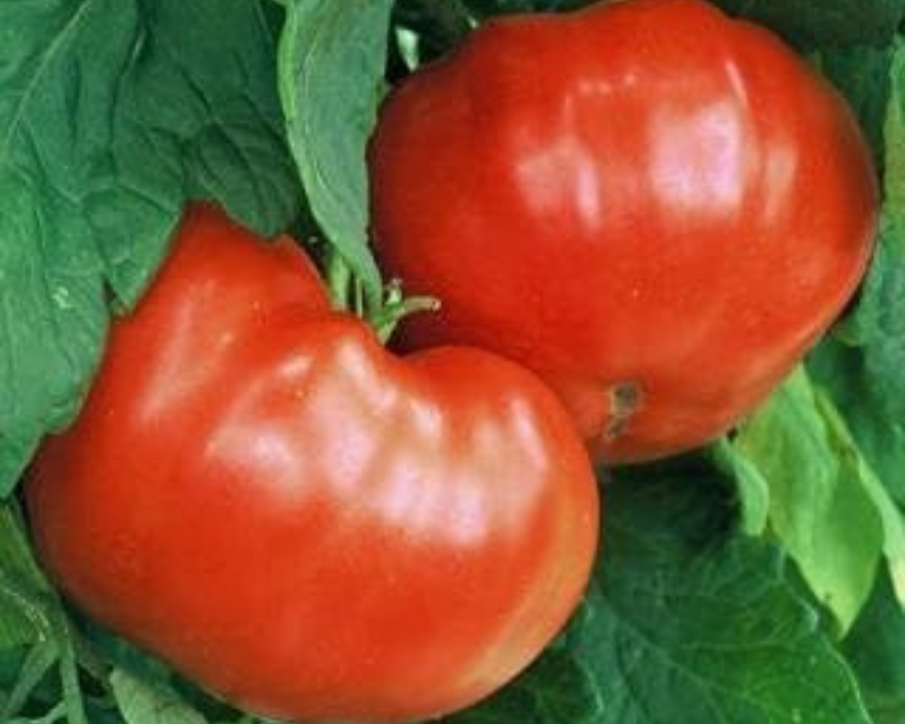 Goliath Bush Early Hybrid Tomato Seeds