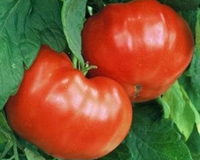 Goliath Bush Early Hybrid Tomato Seeds