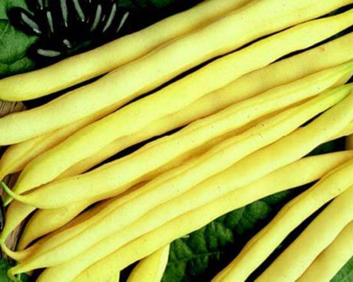 Pencil Pod Black Wax Bean Seeds