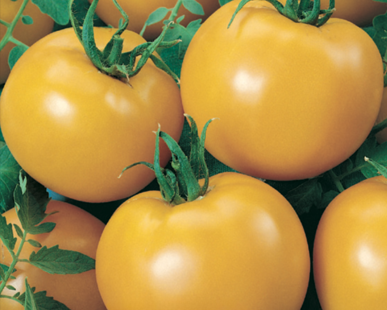 Goliath Sunny Hybrid Tomato Seeds