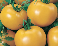 Goliath Sunny Hybrid Tomato Seeds