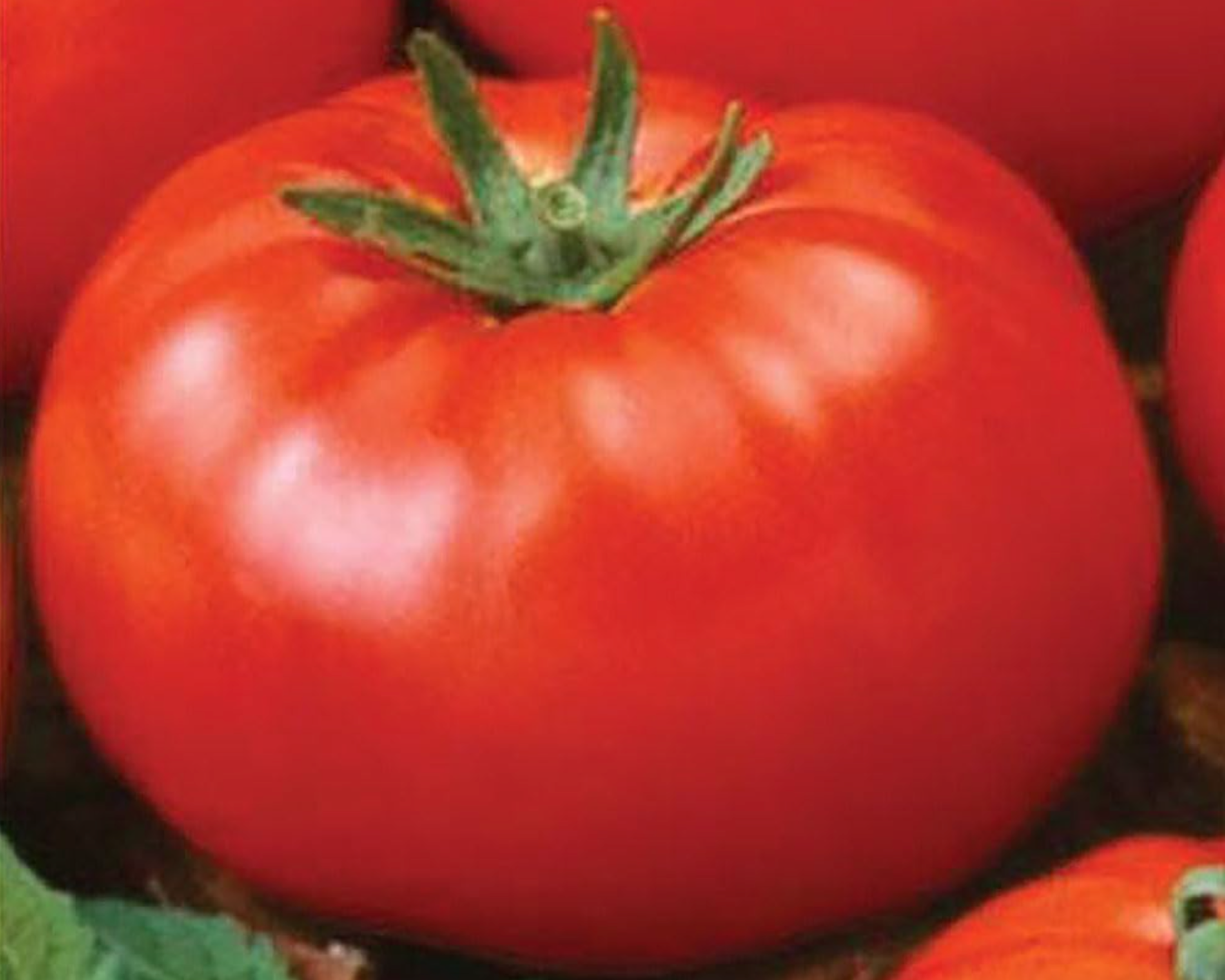 Goliath Old-Fashioned Hybrid Tomato Seeds